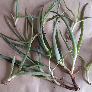 キダチアロエ 挿し木用 切り苗