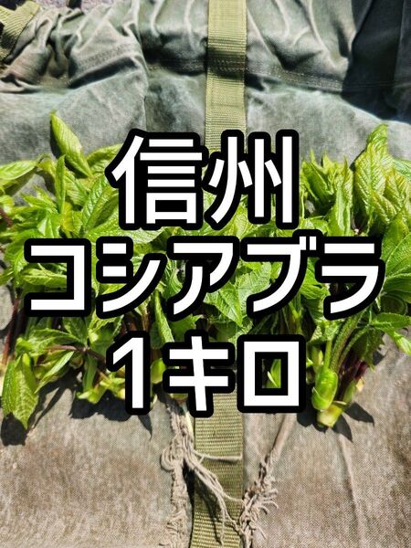 信州 天然コシアブラ たっぷり1キロ! ☆東北から関西圏の方のみのご購入をお願い致しますm(._.)m 山菜 朝採り 信州の味
