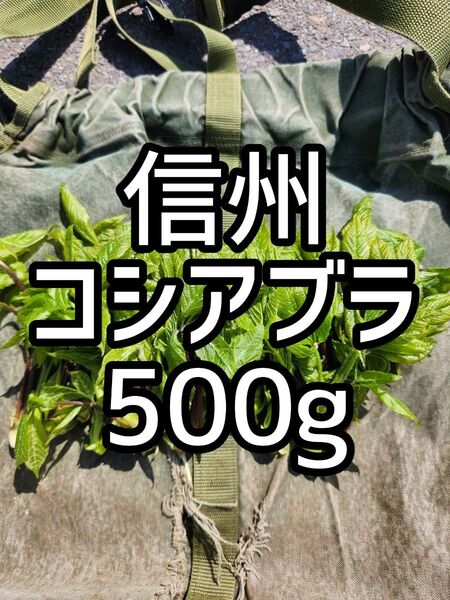 信州 天然コシアブラ たっぷり500g! ☆東北から関西圏の方のみのご購入をお願い致しますm(._.)m 山菜 朝採り 信州の味