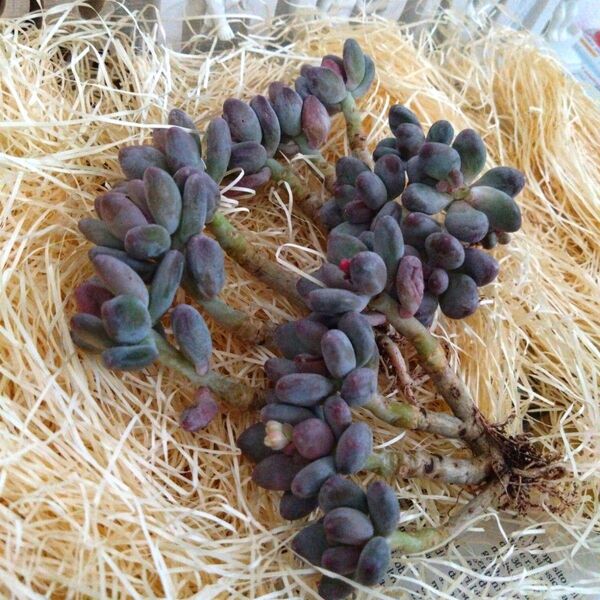 多肉植物 エケベリア フィンガー 3株【苗】セット
