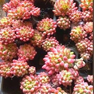 多肉植物 エケベリア 花火(群生株)3株