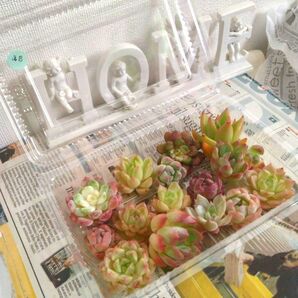 多肉植物 エケベリア お得セット a8