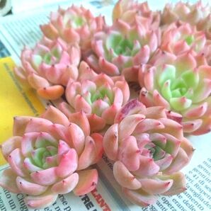 多肉植物 エケベリア ケラリン10苗セット