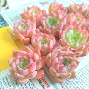 多肉植物 エケベリア ケラリン10苗セット