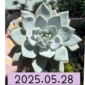 美苗♪大大株♪ サンア ラウイの交配種 抜き苗 根っこあります♪