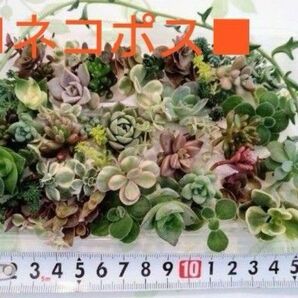 数量限定増量中0413② カラフル寄せ植えお得セットカット苗とセダ ム他 いろいろミックス