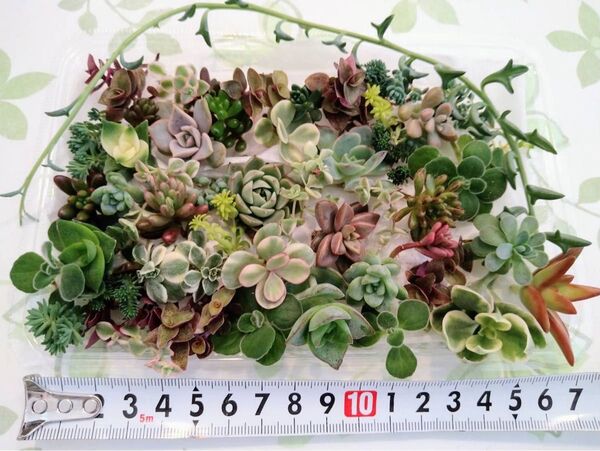 ★追跡ネコポス★カラフル寄せ植えお得セットカット苗とセダ ム他 いろいろミックス♪ エケベリア 多肉植物