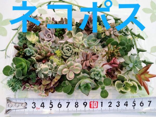 ★追跡ネコポス★カラフル寄せ植えお得セットカット苗とセダ ム他 いろいろミックス♪ エケベリア 多肉植物