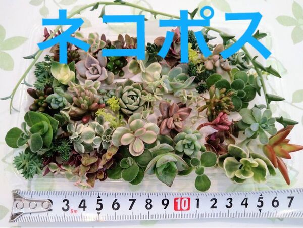 ■安心ネコポス■数量限定21A増量中!カラフル寄せ植えお得セットカット苗とセダ ム他 いろいろミックス♪
