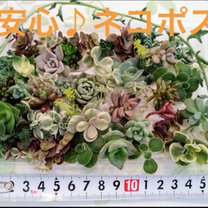 ■追跡可能なネコポス■数量限定Bカラフル寄せ植えお得セットカット苗とセダ ム他 いろいろミックス♪