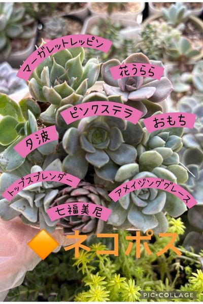 ■ネコポス■多肉植物 名前あり カット苗 抜き苗 合計10種類