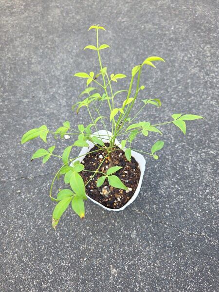 南天 苗 新芽があり、若葉も育っています 送料込みです