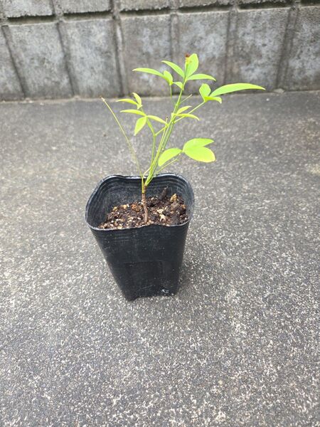 南天の苗 ちび苗 新しい葉っぱが育っています