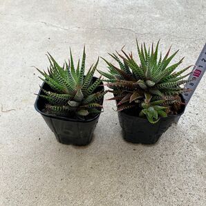 【観葉植物】ハオルチア属 十二の巻 抜き苗 2セット