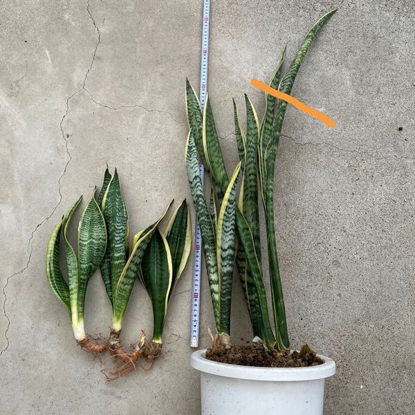 【観葉植物】サンスベリア抜き苗 6株