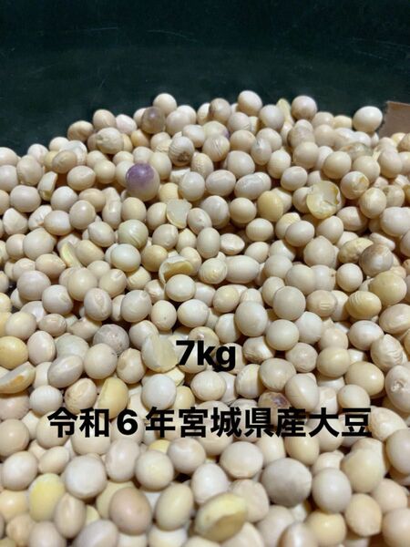 令和6年宮城県産大豆7kg!ミヤギシロメ!B級品!要加工!
