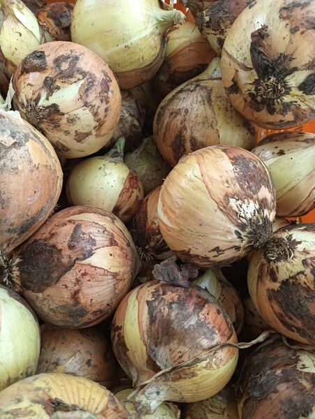 玉ねぎ 10kg 超新鮮 美味しいよ!無消毒!オマケ付き!大きさ色々。
