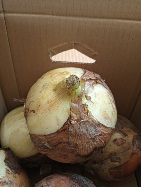 玉ねぎ 超新鮮 採れたて! 5kg オマケ付き。美味しいよ! 大小さまざまです。