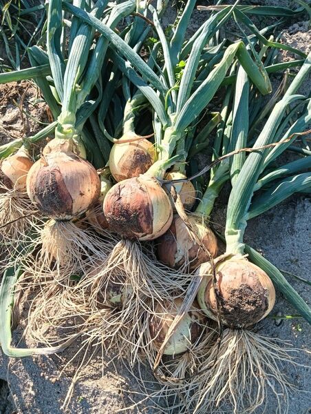 玉ねぎ 超新鮮!採れたて!10kg 大中小 オマケ付き!