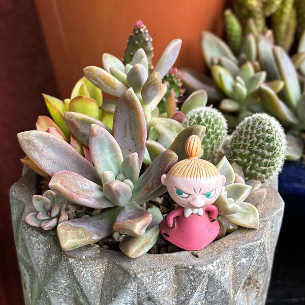 多肉植物とサボテンの寄せ植え苗