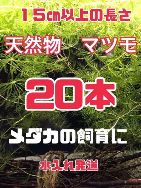 マツモ 20本 水草 メダカの飼育に 水入れ梱包発送