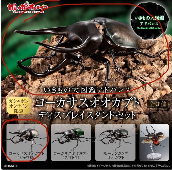 いきもの大図鑑アドバンスコーカサスオオカブトディスプレイスタンドセット