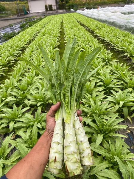 徳島県産 茎レタス ステムレタス5kg