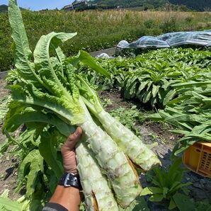 徳島県産 茎レタス ステムレタス5kg