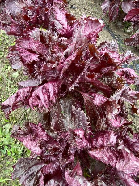 徳島県産 ちりめん赤紫蘇 600g 太い枝なし葉っぱのみ
