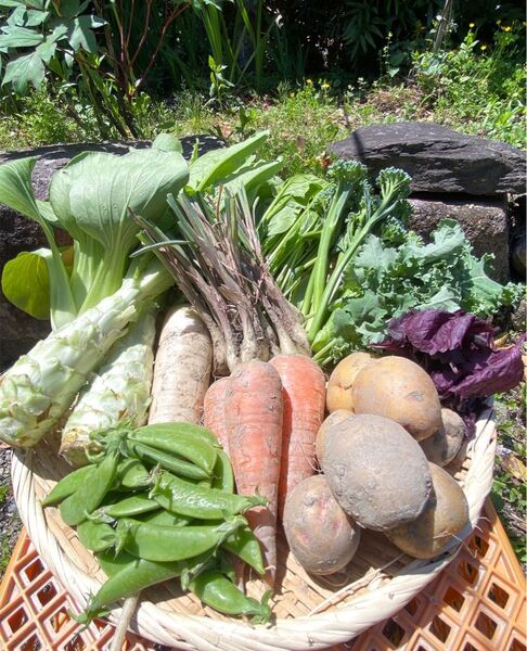 カラダが喜ぶ!!旬のお野菜セット9~10種類(おまかせ100)