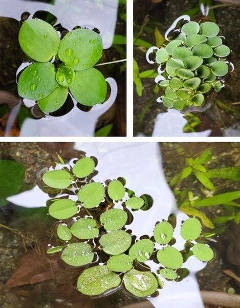 浮草 3種