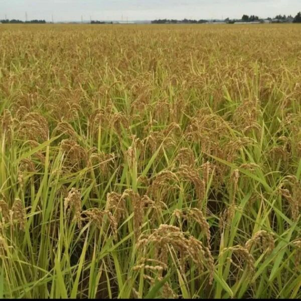 令和6年度 宮城県産 ひとめぼれ 玄米10kg 農家直送