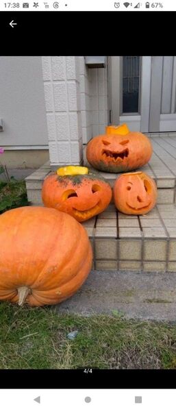 植えるなら今!ハロウィンパンプキン12粒×2P
