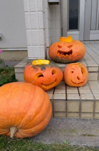 植えるなら今、ハロウィンパンプキン種子