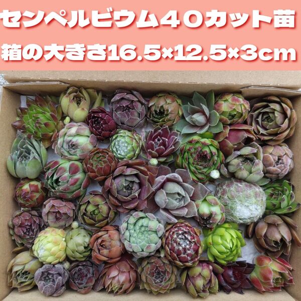 多肉植物 カット苗 可愛い センペルビウム 色々 寄せ植え などに センペル 箱いっぱい