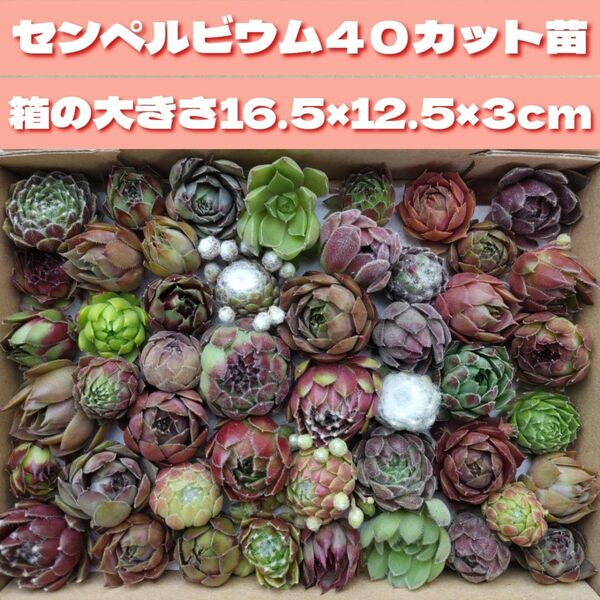 多肉植物 カット苗 可愛い センペルビウム 色々 寄せ植え などに センペル 箱いっぱい