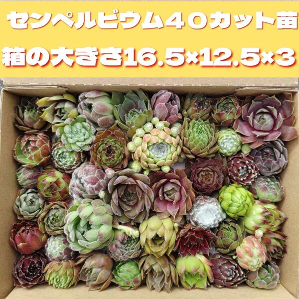 多肉植物 カット苗 可愛い センペルビウム 色々 寄せ植え などに センペル 箱いっぱい