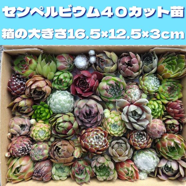 多肉植物 カット苗 可愛い センペルビウム 色々 寄せ植え などに センペル 箱いっぱい