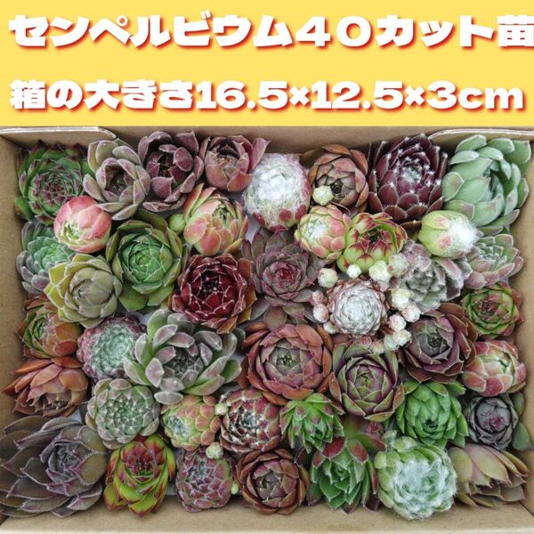多肉植物 カット苗 可愛い センペルビウム 色々 寄せ植え などに センペル 箱いっぱい