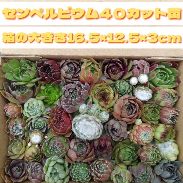 多肉植物 カット苗 可愛い センペルビウム 色々 寄せ植え などに センペル 箱いっぱい