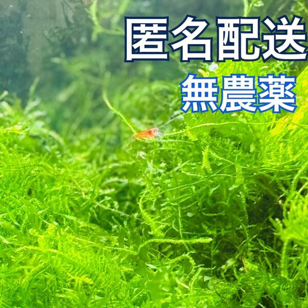 無農薬ウィローモスmix(ウィローモス、モスファン 、南米ウィローモス )10g