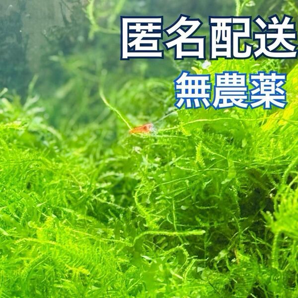 無農薬ウィローモスmix(サムライモス、ウィローモス、モスファン 、南米ウィローモス )10g+α