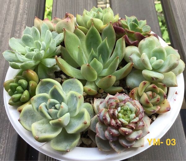 多肉植物 【10種寄植えセット】 エケベリア