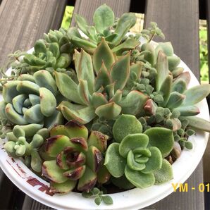 多肉植物 【10種寄植えセット】 エケベリア