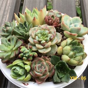 多肉植物 【13種寄植えセット】 エケベリア ミックス多肉植物