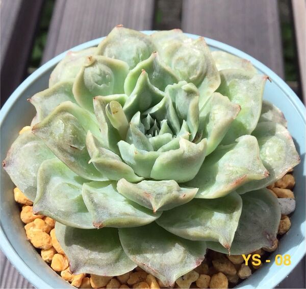 大苗多肉植物 【リュウザイ】6cm苗 エケベリア