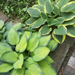 ギボウシ2種セット0513