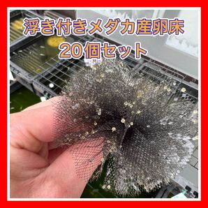 めだか産卵床浮き付き20個セット