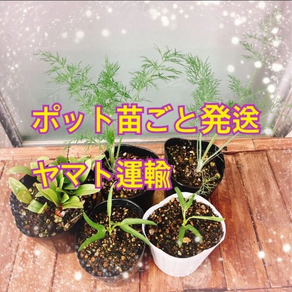 ツルムラサキ ディル 空芯菜 苗 ハーブ ガーデニング ガーデン 家庭菜園
