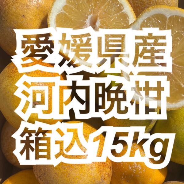 訳あり ミカン 愛媛県産 河内晩柑 箱込15kg みかん 果物 柑橘